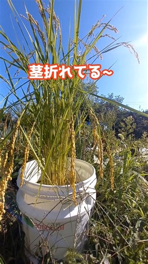 バケツ稲に予期せぬ異常発生 #家庭菜園