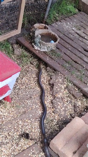 Le bonheur de la nature ^^ #couleuvre #serpent