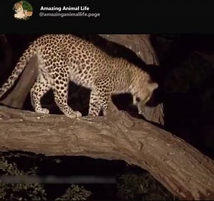 1.5M views · 3.1K shares | ☄Incredible leopard and baby baboon interaction. Thanks Leopard  | Baby Animals TV | Facebook