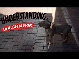 Understanding Dog Behavior 101