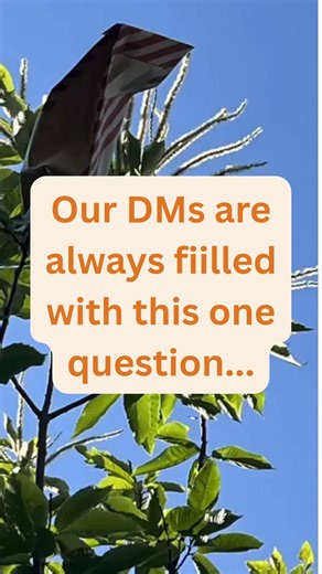 5.4K views · 31 reactions | Here’s the scoop: TACF offers wild-type seeds to all members each spring. And depending on your state, your local chapter may also offer seeds or seedlings. Want to learn more? Visit https://support.tacf.org/membership | The American Chestnut Foundation | Facebook