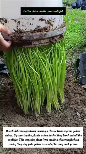 DIY Gardening Hack: The Bucket Method