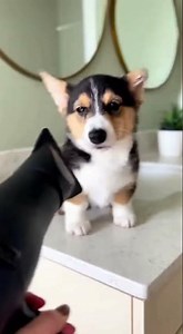 Corgi Fluff-Loading... Please Wait🦊 #corgi #puppygrooming #sploot #funnycorgi #funny#funnydogs