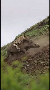 In this dramatic wildlife encounter, a powerful leopard takes on a determined warthog in a fierce struggle for survival. Set against the backdrop of a grassy, muddy hillside dotted with green shrubs, the predator uses its agility and strength to pin down its prey. The warthog fights back valiantly, thrashing and trying to escape — but the leopard’s grip is relentless. Watch as nature’s raw power unfolds in real time, capturing the tension, instinct, and brutal beauty of the wild. This is a rare 