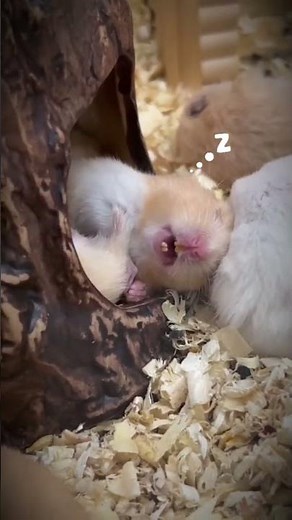These Funny Hamsters Will Make You Laugh! 😂 Watch the Full Video! #hamster #shorts