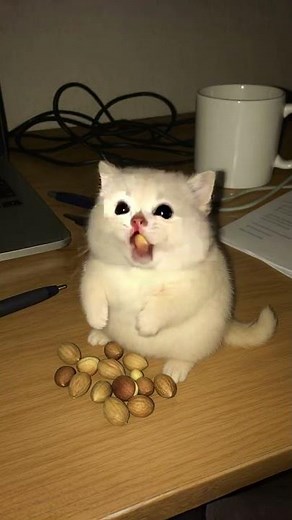 我家萌寵太可愛了 #也太可愛了吧 #萌度超級高 #這也太可愛啦 #金絲熊寶寶 #倉鼠寶寶