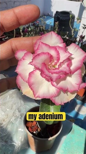#music #gardening #adenium_garden