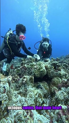 Why the Octopus Has THREE Hearts and Blue Blood Explained