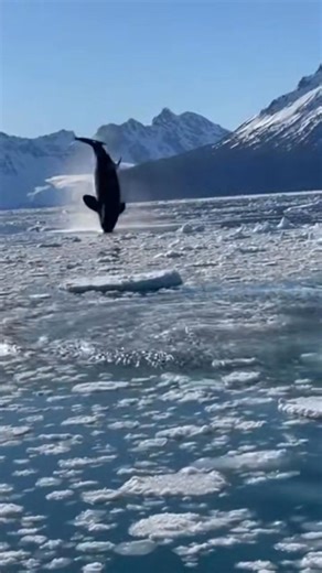 1.8M views · 9.4K reactions | An orca hunt unfolding right in front of us… Pure adrenaline. Nature doesn’t warn you. #fblifestyle #Orca #WildOcean #Alaska #RealMoments | Zack Orca Films | Facebook