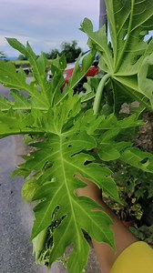 sdapppp Wey batang betik nie... buat ulam layan jaaaa.. | Make up by Fatinwanteh