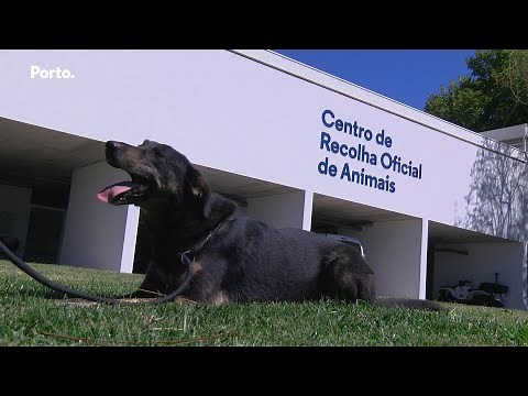 Centro de Recolha Oficial de Animais