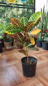 12K views · 87 reactions | Croton plants propagation | Plantasy Hub | Facebook