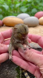 Leaf Flex ASMR and Still Hands Create a Deeply Soothing Moment 🎧🍃 #leafasmr #animalasmr #pygmymarmoset #softsounds #sleepcore #relaxation #shortsfeed #reels #fyp | Animals Little