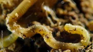 A magnified view of a soil sample revealing a of microscopic roundworm s burrowing through the grains of dirt. . AI generation.