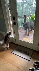 Brave Little Cat Chases Bear Away