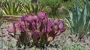 3 Phoenix Arizona cactus nature botanical garden park desert travel