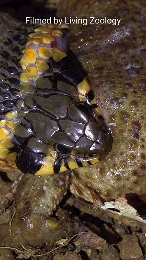 Matej Dolinay a Zuzana Dolinay on Instagram: "Snakes can swallow very large prey! It took this Grass snake 4 hours to devour a robust European toad. #livingzoology #snakephotography #snakes #snakevideo #snake #reptiles #amazingsnakes #natrix #grasssnake"