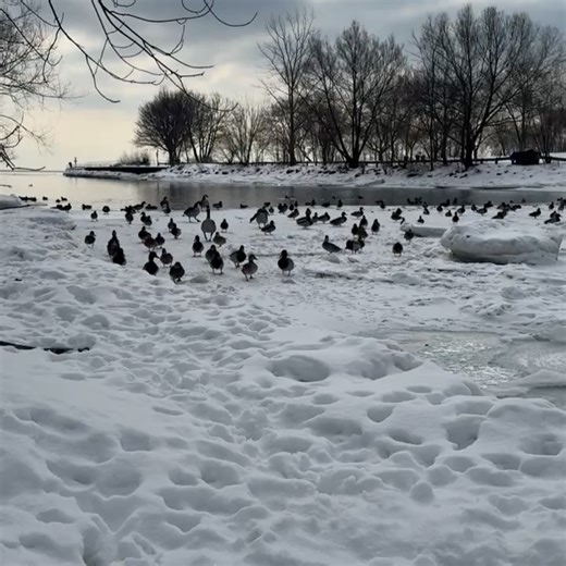 LAURA VANDERVOORT COATES (11:11] on Instagram: "Your wholesome content for the day. Friends on our walk. I am known as the duck whisperer. 🦆"