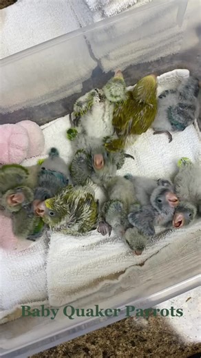 Adorable Baby Quaker Parrot Quaking | Precious Monk Parakeet