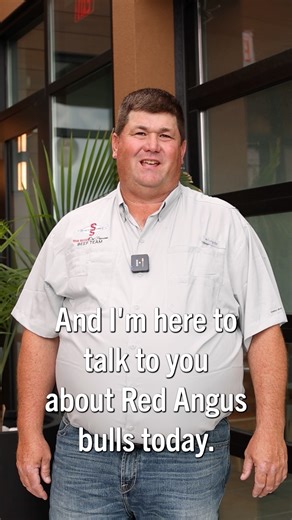 4.9K views · 36 reactions | 7AR111 AMSTERDAM is moderately framed, heavy-muscled and structurally sound and to validate his muscle definition, he ratioed 121 on his REA scan. Sired by the now deceased TAC Drifter, AMSTERDAM offers calving ease without sacrificing phenotype, growth or carcass value. He provides an outcross mating option to many of the popular lines of Red Angus females. | Select Sires Beef | Facebook