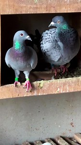 4.7K views · 68 reactions | Harry X Sky Fighter | Fighters Of The Sky | Facebook