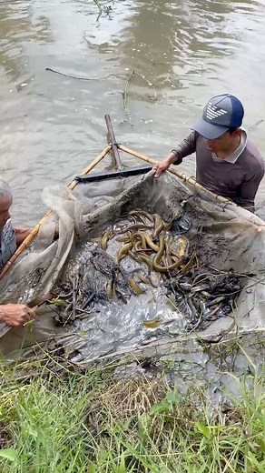 Amazing Fish Trap Technique To Catch A Lot Of Big Eels Fish #fishing | Survival with Emma