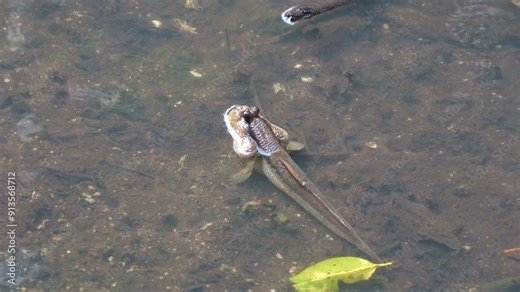A giant mudskipper (periophthalmodon schlosseri) spotted in the mangrove habitat during low tide period, close up shot.