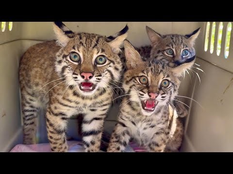 Three More Bobcats to Feed