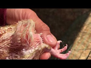 Large utility pigeons