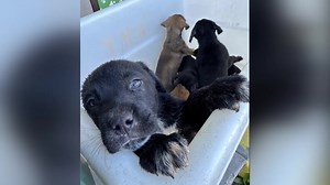 🐾 HAPPY UPDATE 🐾 Some of the puppies rescued from a sealed plastic bin on a Fort Worth highway are ready for adoption. Humane Society of North Texas says they'll be part of a Puppy Palooza adoption event in Fort Worth today. Info ➡️ https://on.nbcdfw.com/b1os9pU | NBC DFW