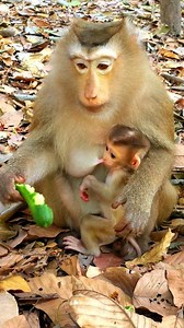 Mother monkey Rose is eating cucumber and feed-ing milk baby Rina. | Monkey Records