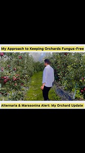 Alternaria and Marssonina fungal diseases are becoming a major concern for apple farmers | Inderprastha Orchards