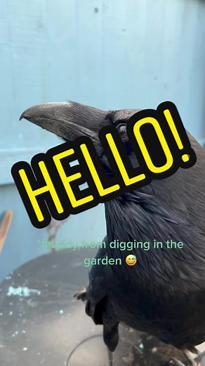 Are Ravens Really Smart? Discover the Intelligence of Raven Birds