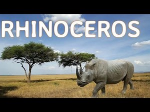 Learn Real Animal Sounds from around the world with Surprise Time, Real Animal Sound Effects