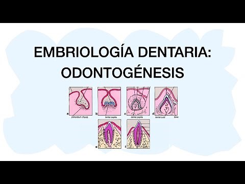 ODONTOGENESIS - Dental development 🦷✅