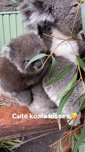 Sweet koala kisses 😘 | Ballarat Wildlife Park