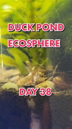 Duck Pond Biosphere! #snails #equatic #works #crustacean #moss #mossball #java #worm #bugs #ecosystem #ecosphere #sealed #international #pond #fyp #foryou #foryoupage #daily #new #update #regularshow #follow #trend #wildlife #microscope #viral #trending #tiktok #daphnia #copepod #ostracod #tubifex #shrimp #terrarium #aquarium #jarrarium #love #explore #explorepage #sealeduniverse