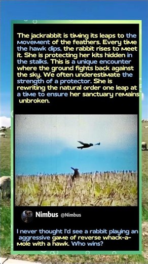 When A Bunny Fights BACK Against A Hawk! 🐇🦅 #Nature #Wildlife #Survival