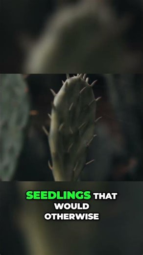 Desert Survival: Plants' Amazing Night Shift Strategy #shorts