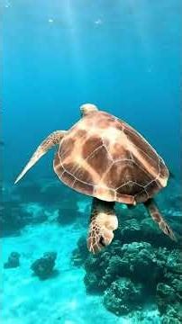 Head Camera View of the Hidden World Under the Sea 🌊🐢 #aivideo #aishorts