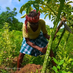 1.6M views · 19K reactions | Farm fresh vegetable collecting | elephant foot yam tree cutting | Indian tribe food | Facebook