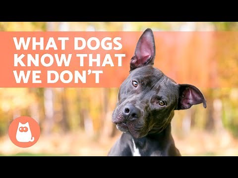 8 THINGS DOGS Can SENSE But We CAN'T 🐶