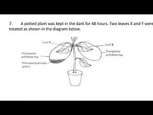 KCSE 2024 BIOLOGY EXAMINATION PAPER 1