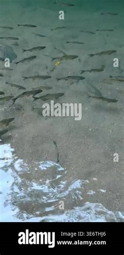 School of fish swimming in clear turquoise river water. Many small fish swimming together over a sandy bottom in transparent green river water from an overhead perspective Stock Video Footage - Alamy