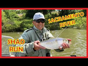 AMERICAN SHAD Fishing Sacramento River | Bonus Striper!