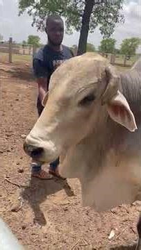 Choosing a farm Manager whiles abroad