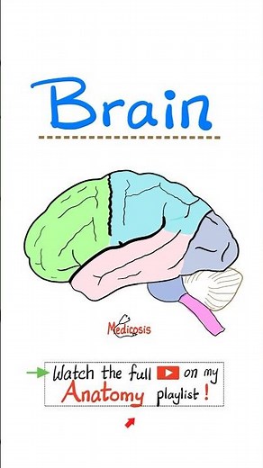 Anatomy of the Brain - Forebrain, Midbrain, Hindbrain - Cerebral Cortex - Neuroanatomy...#anatomy