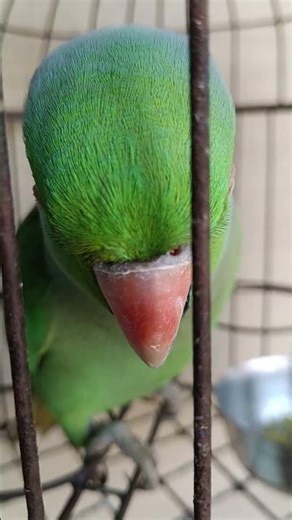 The World’s Most Insane Talking Parrots