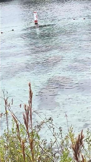 Manatees at Three Sisters Springs — Crystal Clear Florida Water 🐾