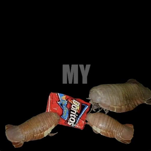 #CapCut #isopods #meme #silly #mylifeisaparty | Sully Meme